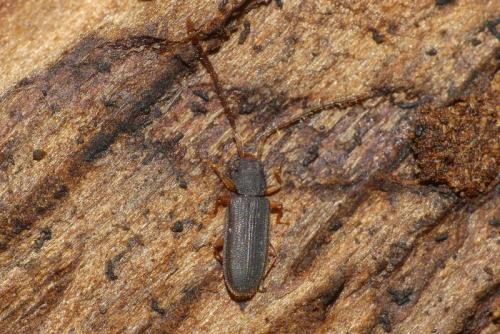 Réf. 270 160 : Uleiota planatus